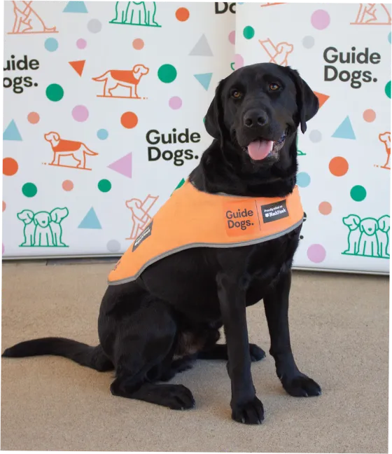 Beau, a Labrador in a Guide Dogs coat