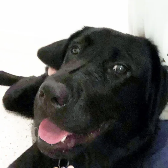 Bluey, a black Labrador looking up at the camera