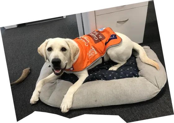 Gemma, a Labrador