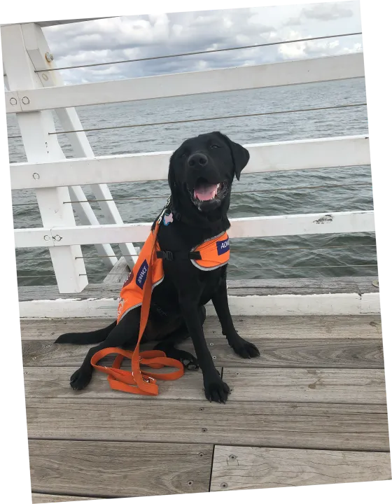 Irene, a Labrador