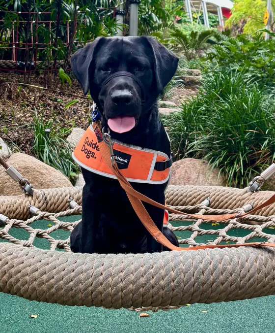 Jasper, a Labrador on a pier