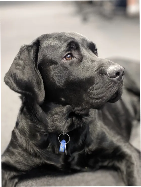 Nate, a Labrador