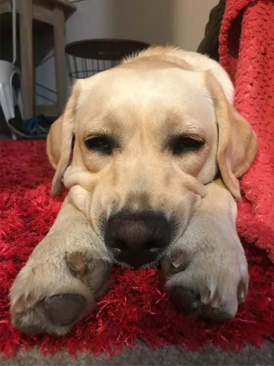 Nyah, a Labrador