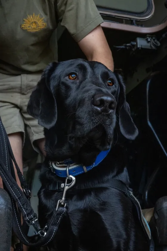 Corporal Quinley, a Labrador