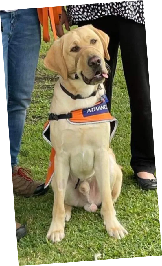 Rollie, a Labrador